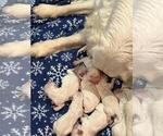 Small #2 English Cream Golden Retriever