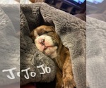 Small Photo #16 Olde English Bulldogge Puppy For Sale in ALDEN, MN, USA