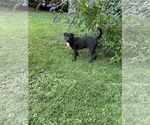 Small #1 American Pit Bull Terrier-Border Collie Mix