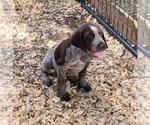 Small Photo #5 German Shorthaired Pointer Puppy For Sale in BERESFORD, SD, USA