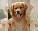 Small #1 Golden Retriever