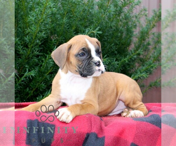 Medium Photo #2 Boxer Puppy For Sale in QUARRYVILLE, PA, USA