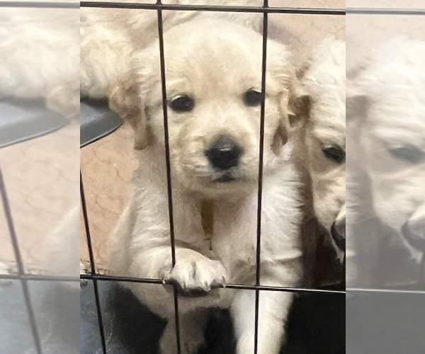 Medium Photo #8 Golden Retriever Puppy For Sale in BOILING SPGS, SC, USA