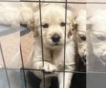 Small Photo #8 Golden Retriever Puppy For Sale in BOILING SPGS, SC, USA