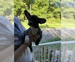 Small #19 French Bullhuahua