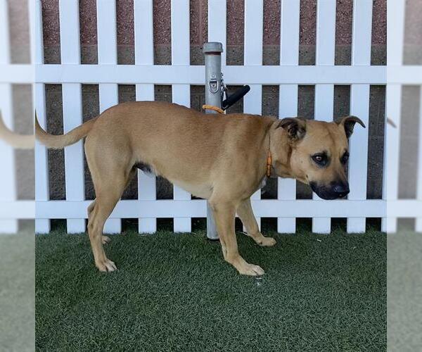 Medium Photo #1 Mutt Puppy For Sale in Modesto, CA, USA