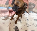 Small #1 Brussels Griffon