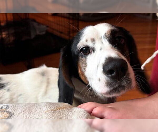 Medium Photo #3 Bagle Hound Puppy For Sale in Deepwater, NJ, USA