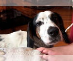 Small #2 Bagle Hound
