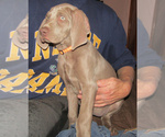 Small #2 Weimaraner
