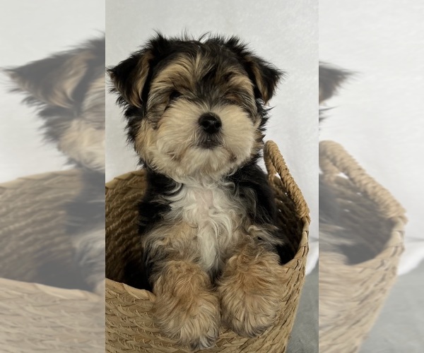 Medium Photo #9 Morkie Puppy For Sale in CORNERSVILLE, TN, USA