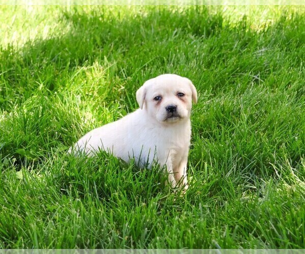 Medium Photo #13 Labrador Retriever Puppy For Sale in SYRACUSE, IN, USA
