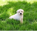 Small #12 Labrador Retriever