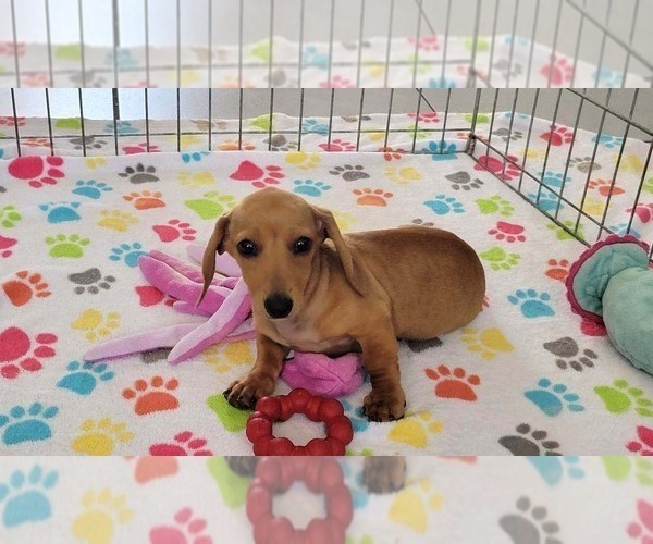 Medium Photo #10 Dachshund Puppy For Sale in ORO VALLEY, AZ, USA