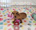 Small #9 Dachshund