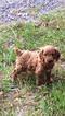 Small Photo #3 Brittnepoo Puppy For Sale in COLUMBIA, KY, USA