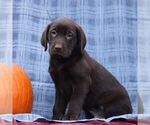 Small #1 Labrador Retriever