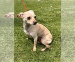 Small #2 Chihuahua Mix