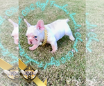 Small #4 French Bulldog