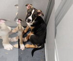 Small #1 Pug Mix