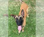 Small Photo #2 German Shepherd Dog Puppy For Sale in Riverside, CA, USA