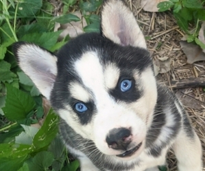 Siberian Husky Puppy for sale in OWENSBORO, KY, USA