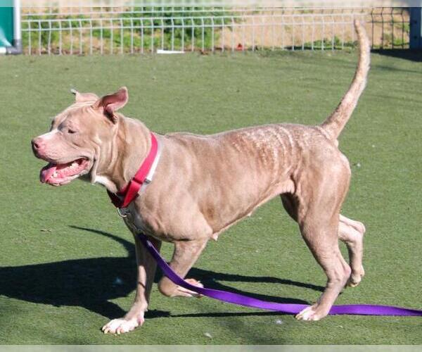 Medium Photo #2 Mutt Puppy For Sale in Martinez, CA, USA