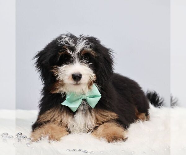 Medium Photo #1 Bernedoodle (Miniature) Puppy For Sale in LIVINGSTON, WI, USA