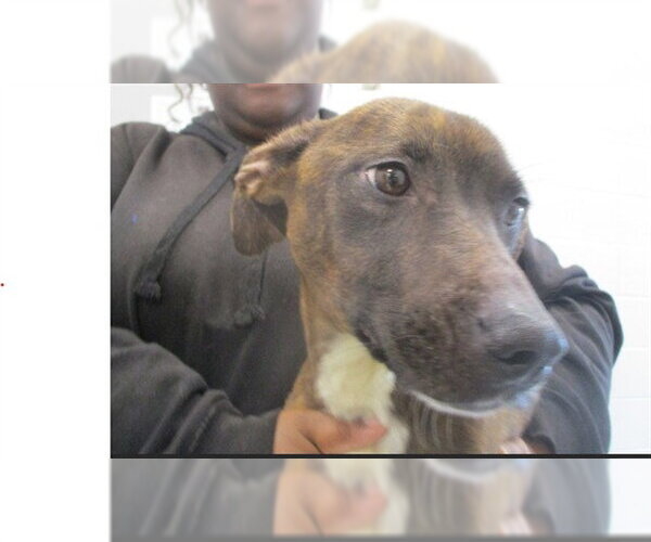 Medium Photo #1 Staffordshire Bull Terrier Puppy For Sale in Ocala, FL, USA