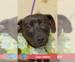 Small #1 Plott Hound Mix