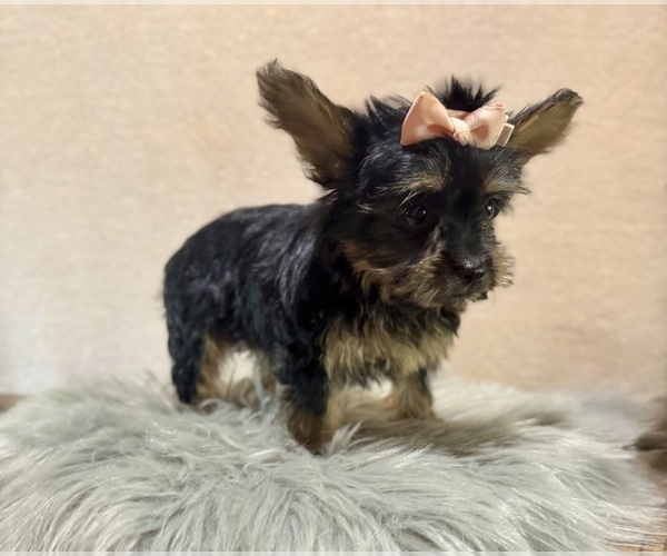 Medium Photo #7 YorkiePoo Puppy For Sale in NAPPANEE, IN, USA