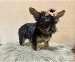 Small #6 YorkiePoo