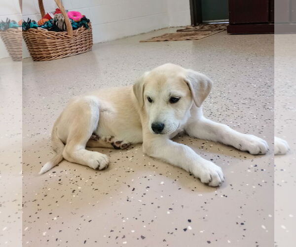 Medium Photo #6 Labrenees Puppy For Sale in York, SC, USA