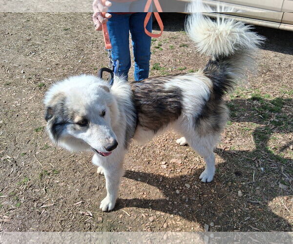 Medium Photo #3 Great Pyrenees-Unknown Mix Puppy For Sale in Horn Lake, MS, USA