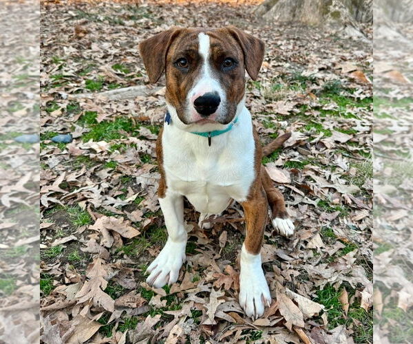 Medium Photo #1 American Pit Bull Terrier-American Staffordshire Terrier Mix Puppy For Sale in Chester, VA, USA