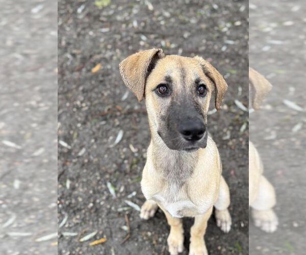 Medium Photo #2 Mutt Puppy For Sale in Elmsford, NY, USA