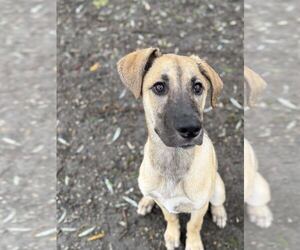 Hazel - Female Mutt Dog for Adoption - Photo #2
