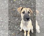Small Photo #2 Mutt Puppy For Sale in Elmsford, NY, USA
