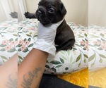 Small Photo #4 French Bulldog Puppy For Sale in RANDOLPH, MA, USA