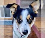 Small Photo #5 Border Collie-Rat Terrier Mix Puppy For Sale in Atlanta, GA, USA