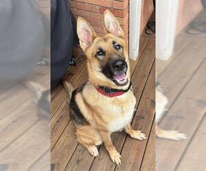 German Shepherd Dog Dogs for adoption in Louisville, KY, USA