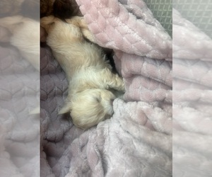 Biewer Terrier-Shih Tzu Mix Puppy for sale in COLORADO SPRINGS, CO, USA