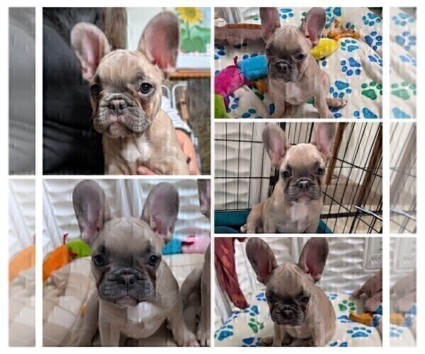 Medium Photo #14 French Bulldog Puppy For Sale in MCKINLEYVILLE, CA, USA