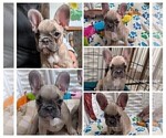 Small Photo #14 French Bulldog Puppy For Sale in MCKINLEYVILLE, CA, USA