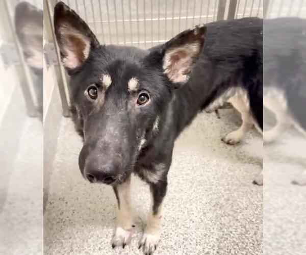 Medium Photo #1 German Shepherd Dog-Unknown Mix Puppy For Sale in Houston, TX, USA