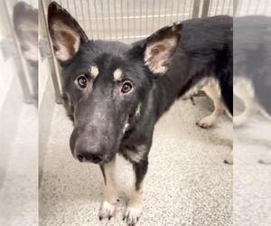 German Shepherd Dog-Unknown Mix Dogs for adoption in Houston, TX, USA