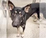A663037 - Male German Shepherd Dog-Unknown Mix Dog for Adoption - Small photo