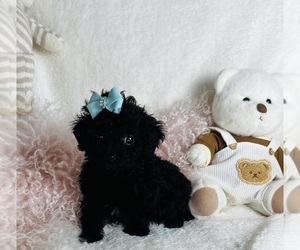 Poodle (Toy) Puppy for sale in WEST PALM BEACH, FL, USA