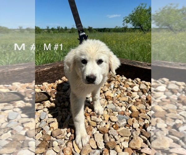 Medium Photo #7 Great Pyrenees Puppy For Sale in LOCKHART, TX, USA