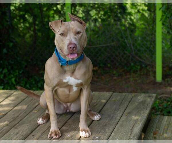 Medium Photo #1 American Pit Bull Terrier Puppy For Sale in Easton, MD, USA